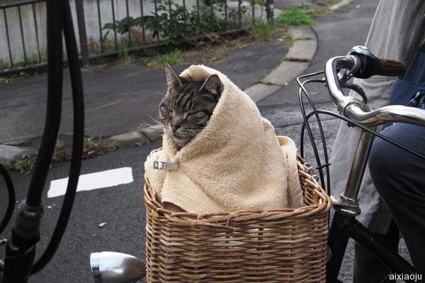 点击查看原图 假如猫从世界上消失了