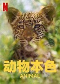 海报
