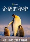 海报